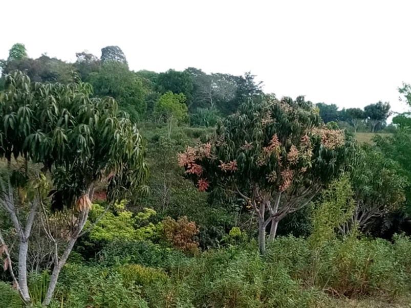 servicio-arborizacion